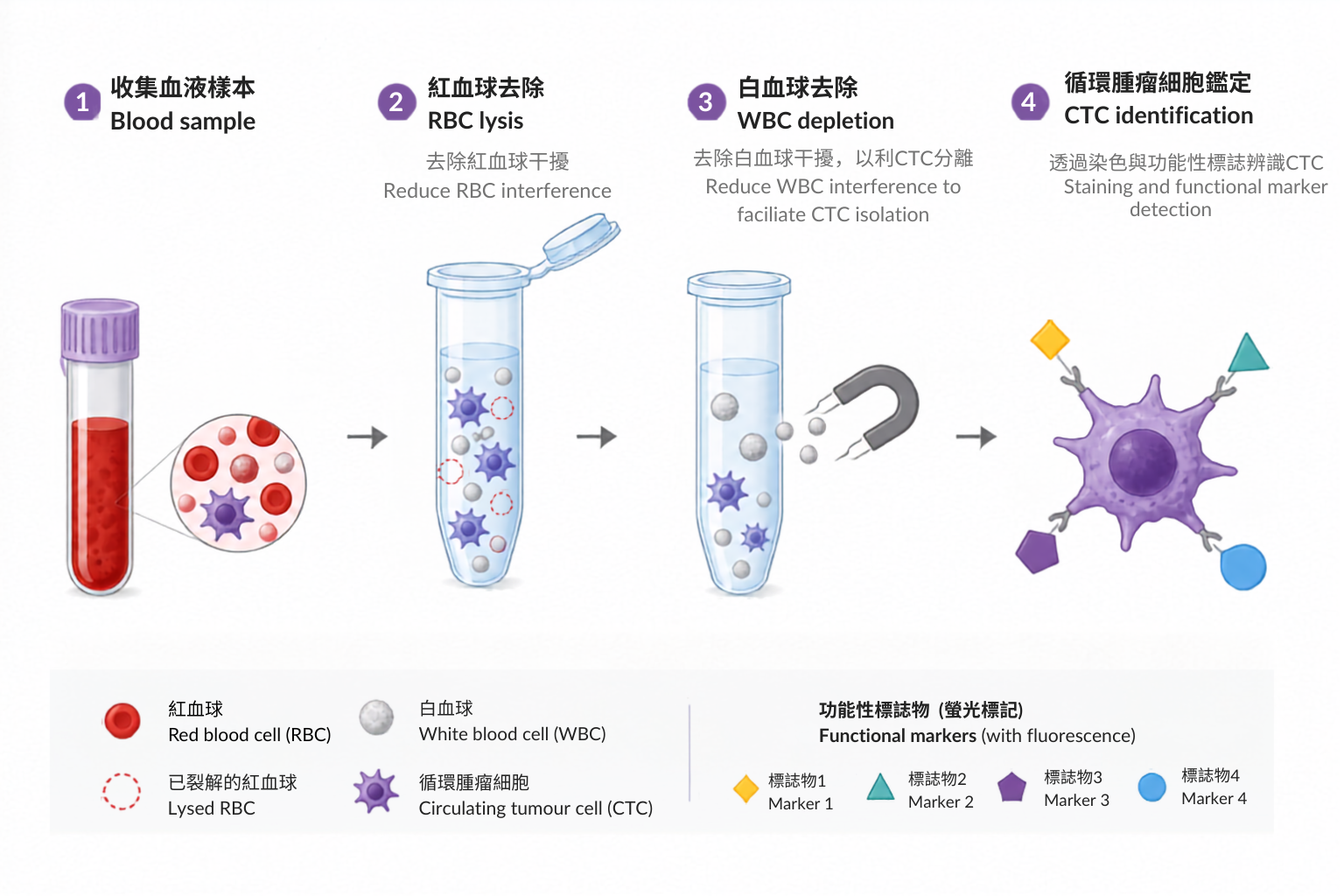 循環腫瘤細胞檢測流程示意，包含血液樣本、紅血球溶解、白血球去除與功能性標記辨識