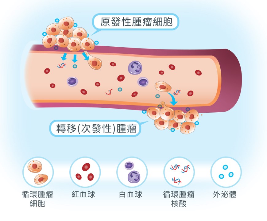 癌症精準醫學新趨勢: 循環腫瘤細胞檢測