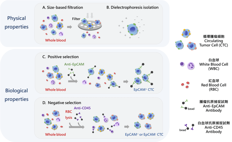 循環腫瘤細胞分離原理示意
